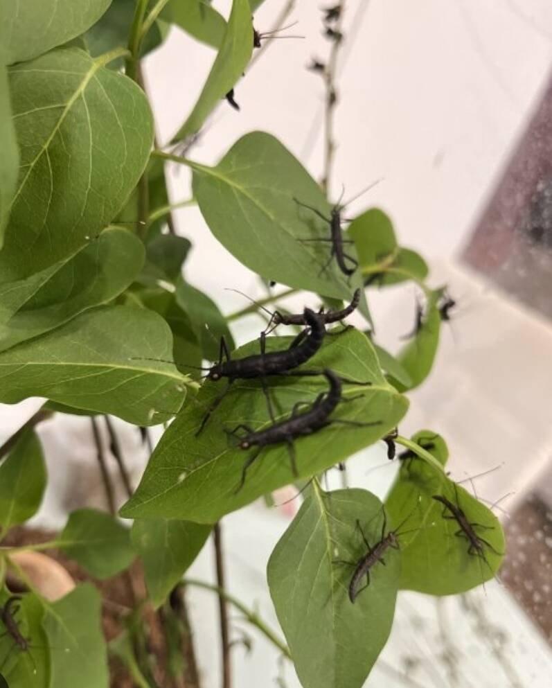 Strašilky a Pakobylky