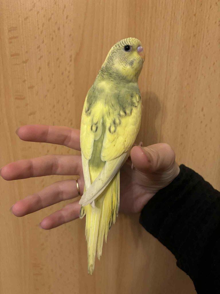 Prodám mladé andulky po vylétnutí z budky