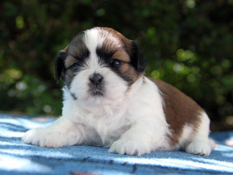 Shih-tzu, ši-tzu, ši-cu - štěňátka s  PP FCI