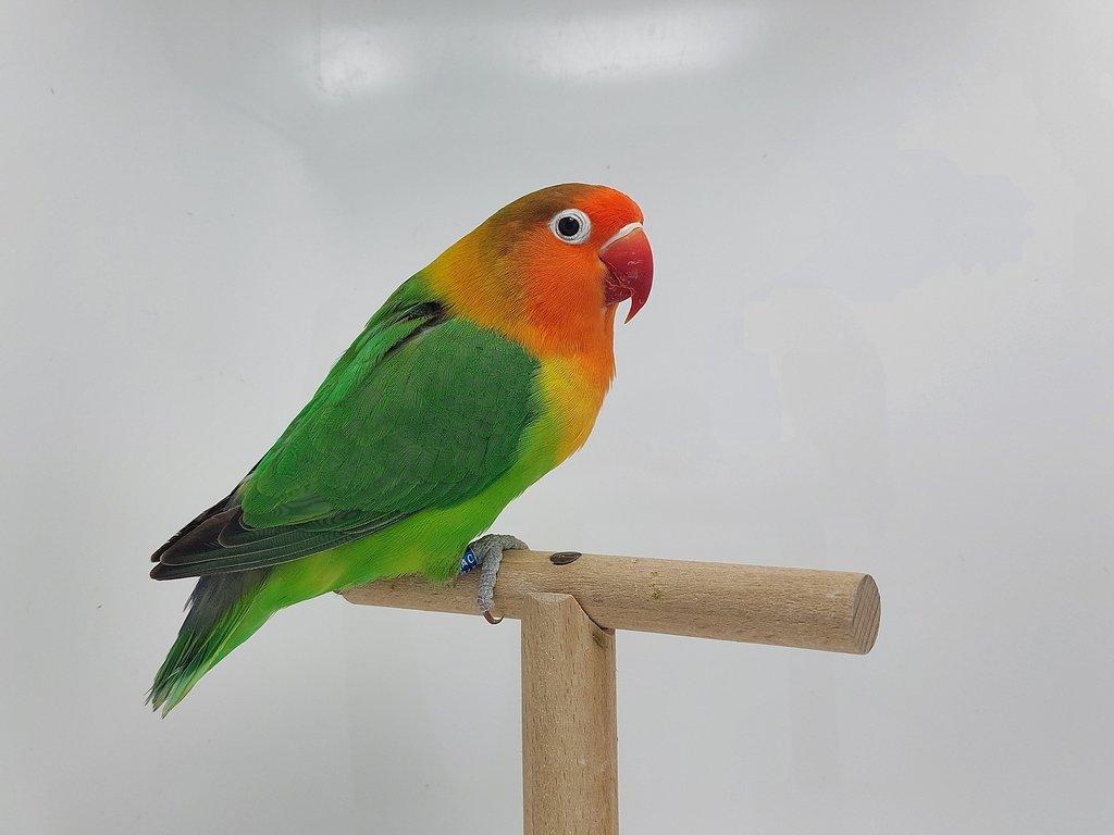 Agapornis fischeri