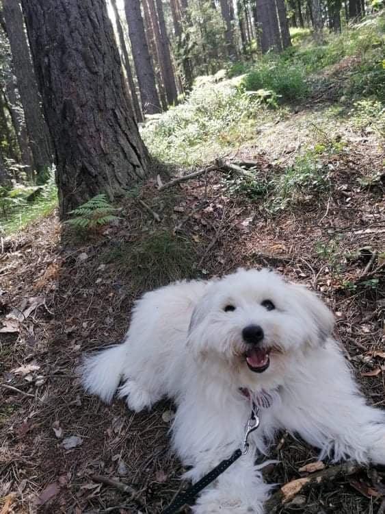Nabízíme štěňátko coton de tulear