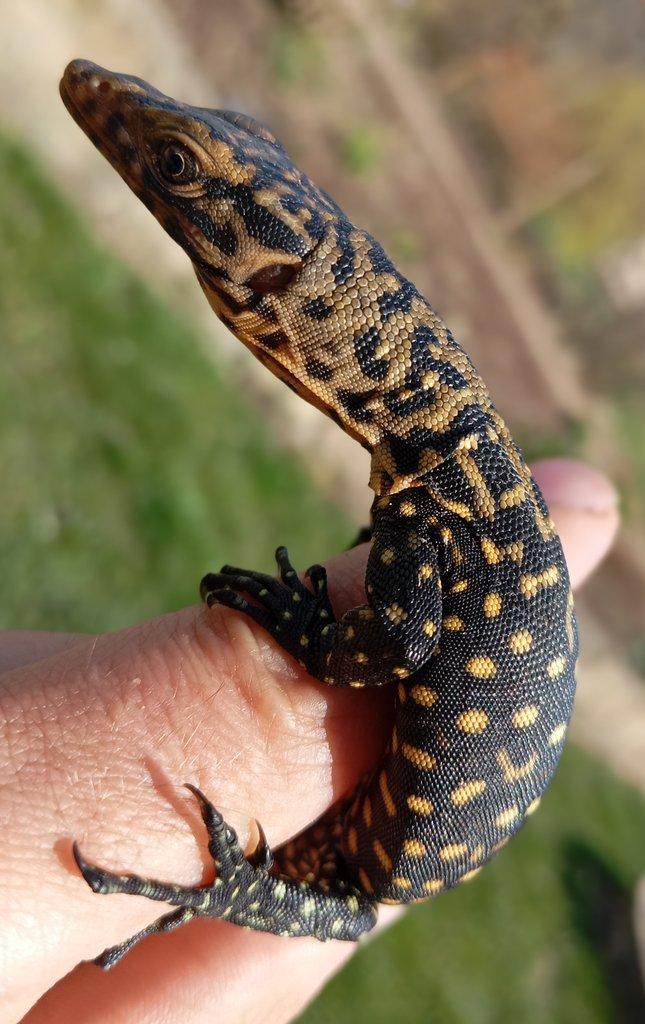 0.0.10 CB Varanus melinus
