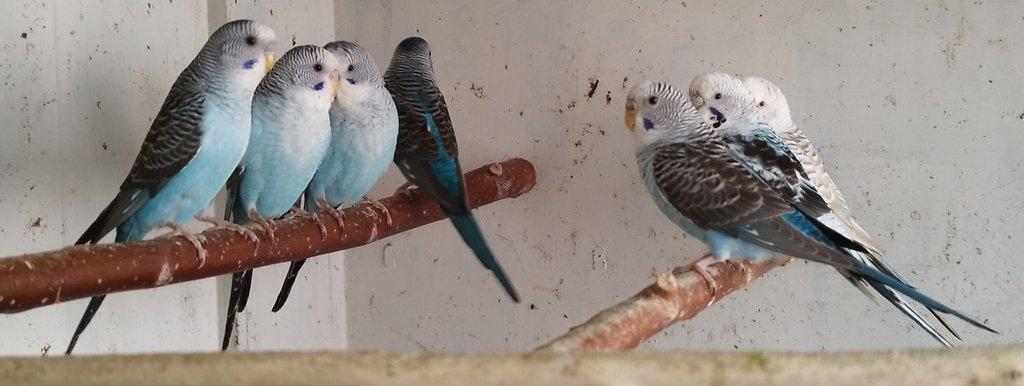 Andulky BLACKWING 2025