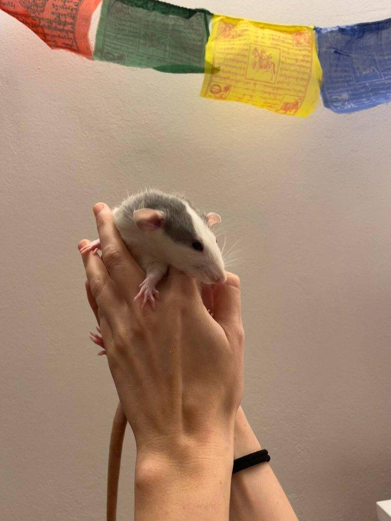 Daruji potkany ( 2 samce, 2 samice) (Husky x Dumbo)