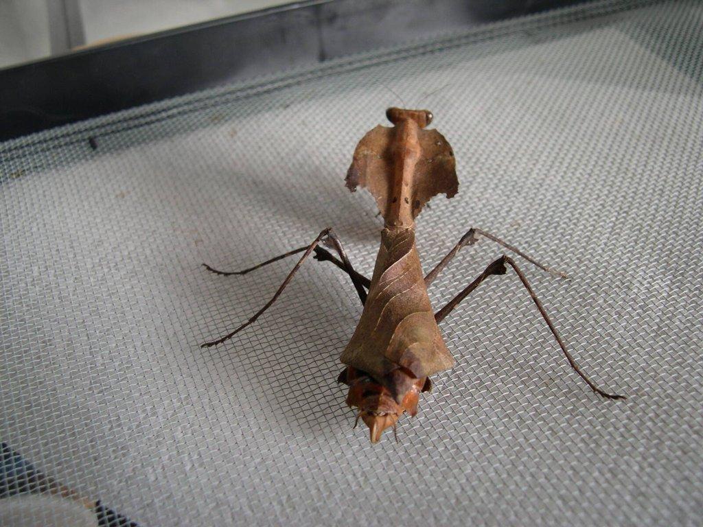 deroplatys desiccata