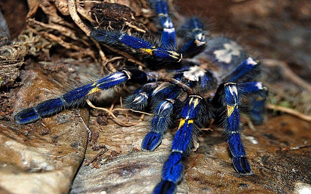 Poecilotheria Metallica URČENÁ SAMICE 4-4,5cm