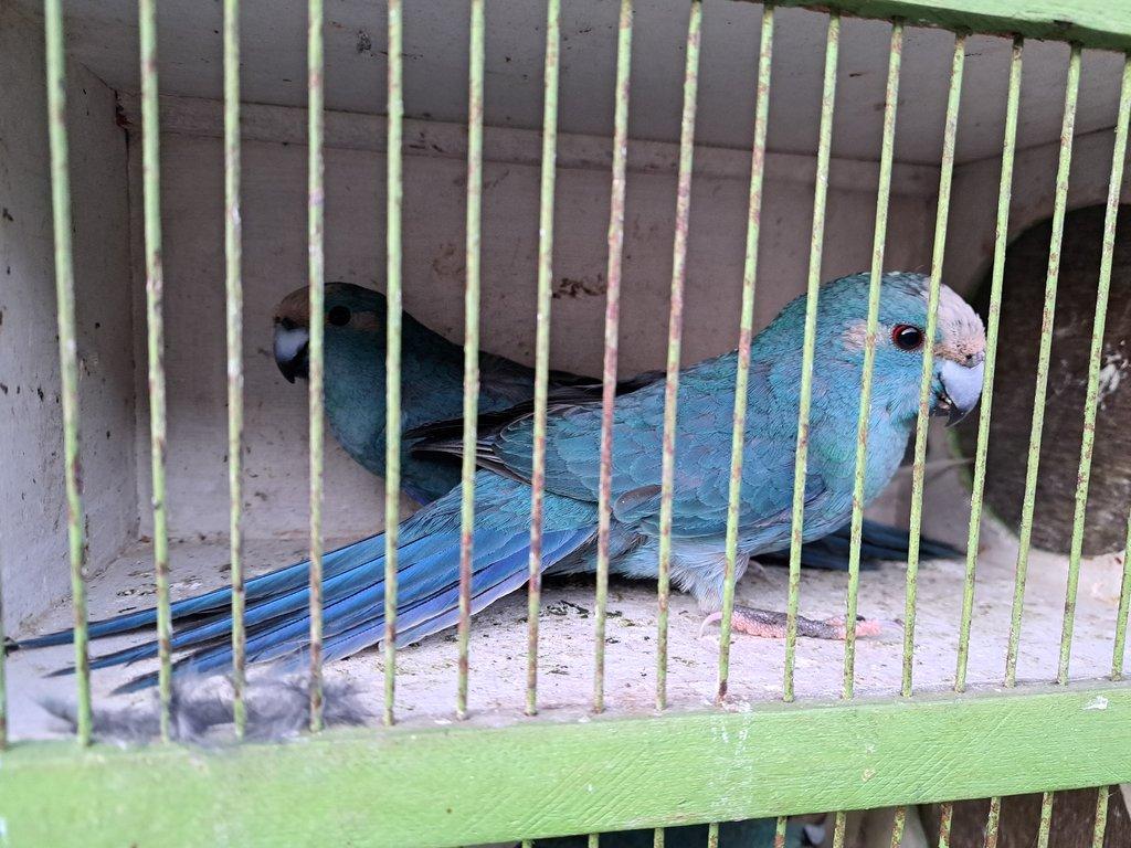 Prodám samce kakariki modrý