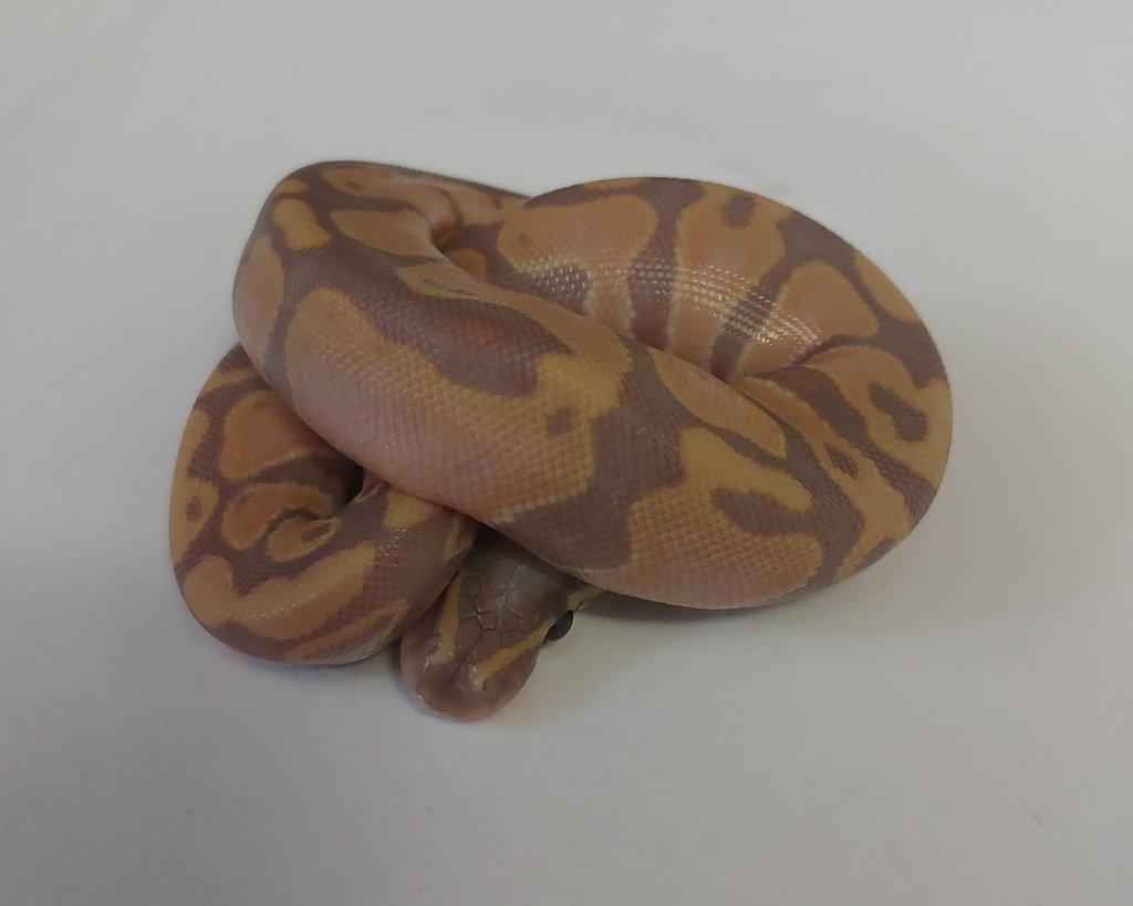 Python regius, boa constrictor doprava možná/ŽE praha/přivez zvíře