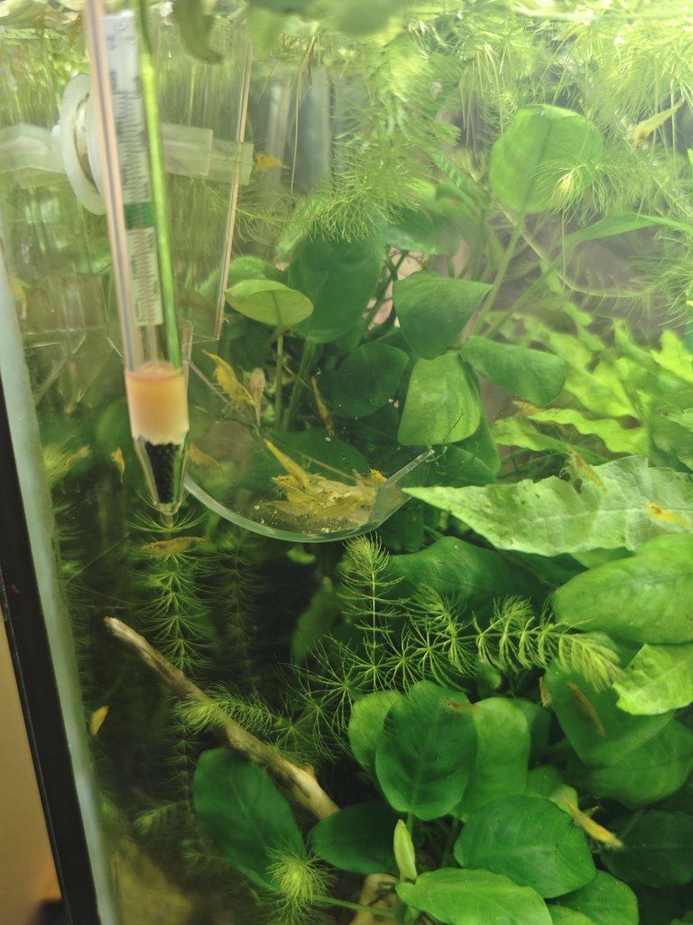 krevetky žluté a červené