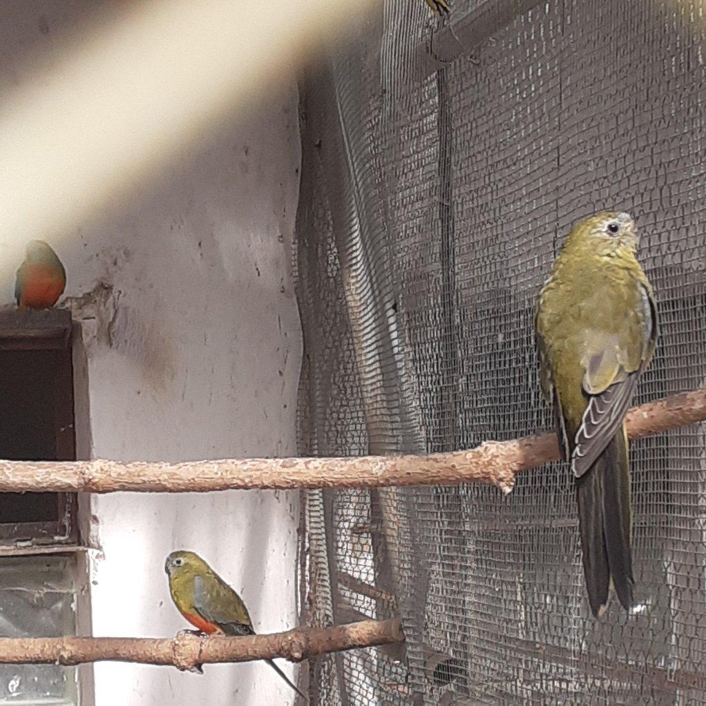 Vyměním  neoféma tyrkysová