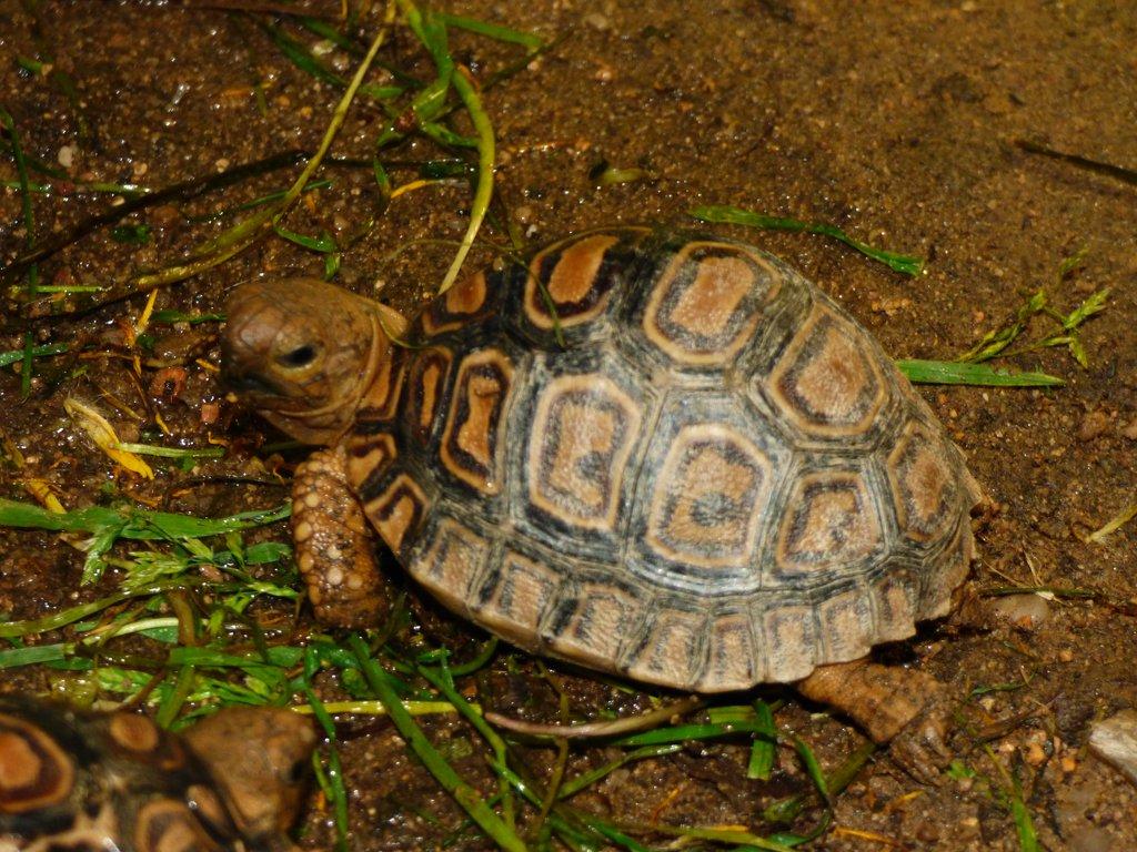 Želva pardálí (Stigmochelys pardalis)