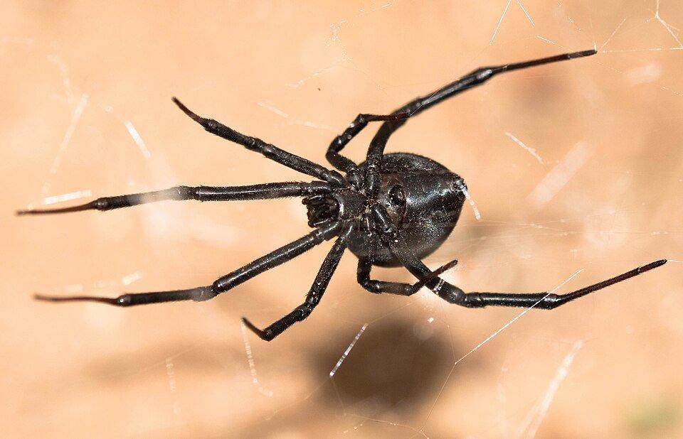 Latrodectus renivulvatus - vzácnější vdova!