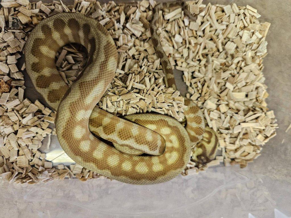 Morelia spilota caramel jaguar