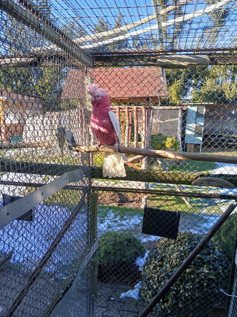 Kakadu ruzovy lutino