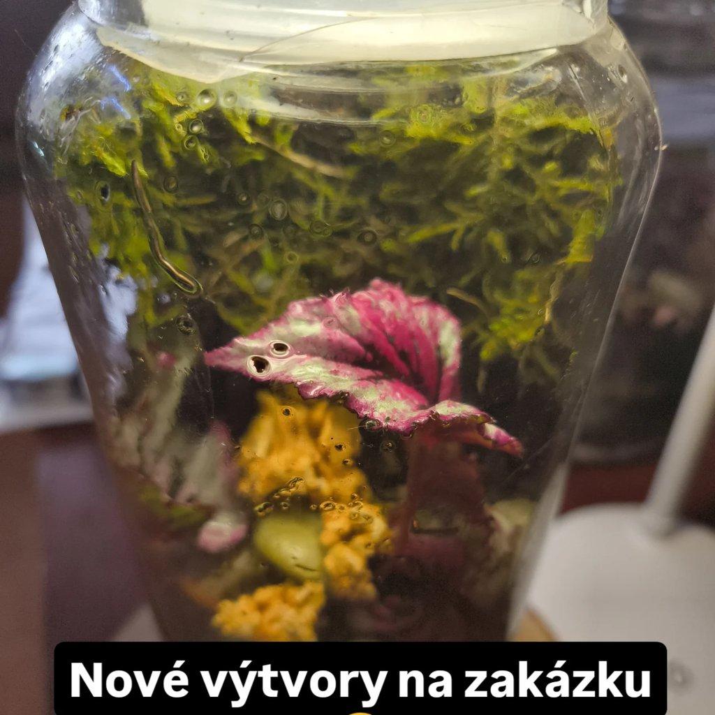 Prodám les ve sklenici