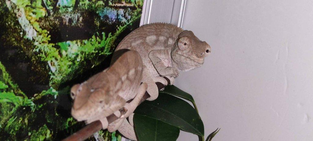 Chameleon FURCIFER PARDALIS AMBANJA