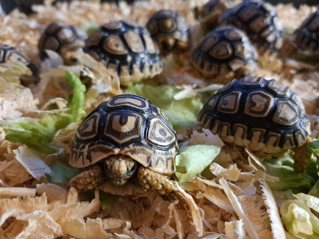 Suchozemská želva pardálí (Stigmochelys pardalis)