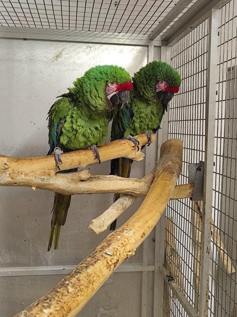 ARA Militaris – ARA vojenská