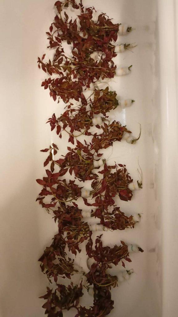Prodám Ludwigia repens 'Rubin