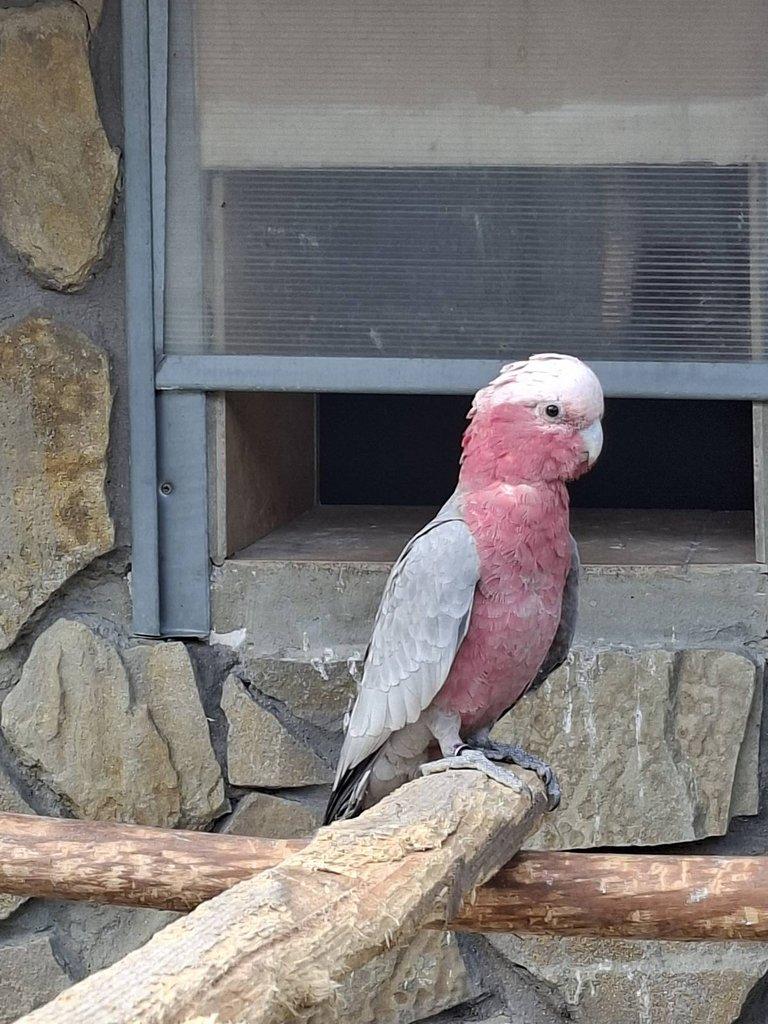 Kakadu ruzovy štépak