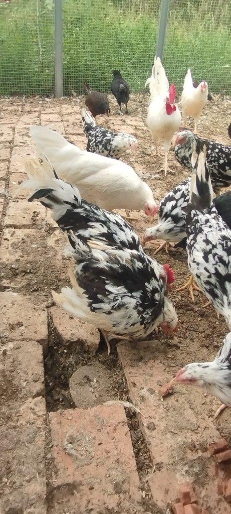 Leghorn