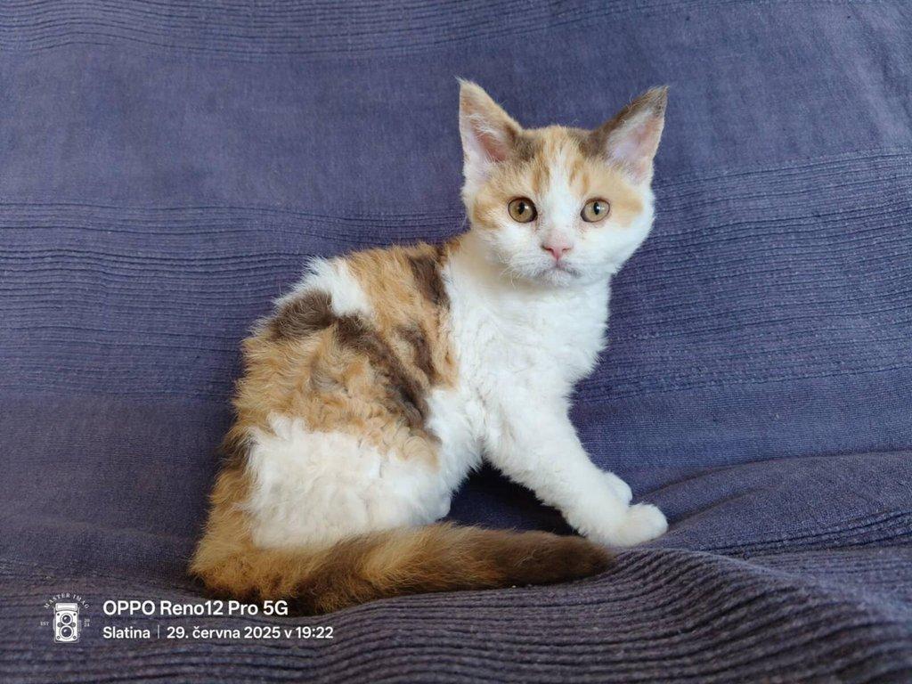 Selkirk Rex