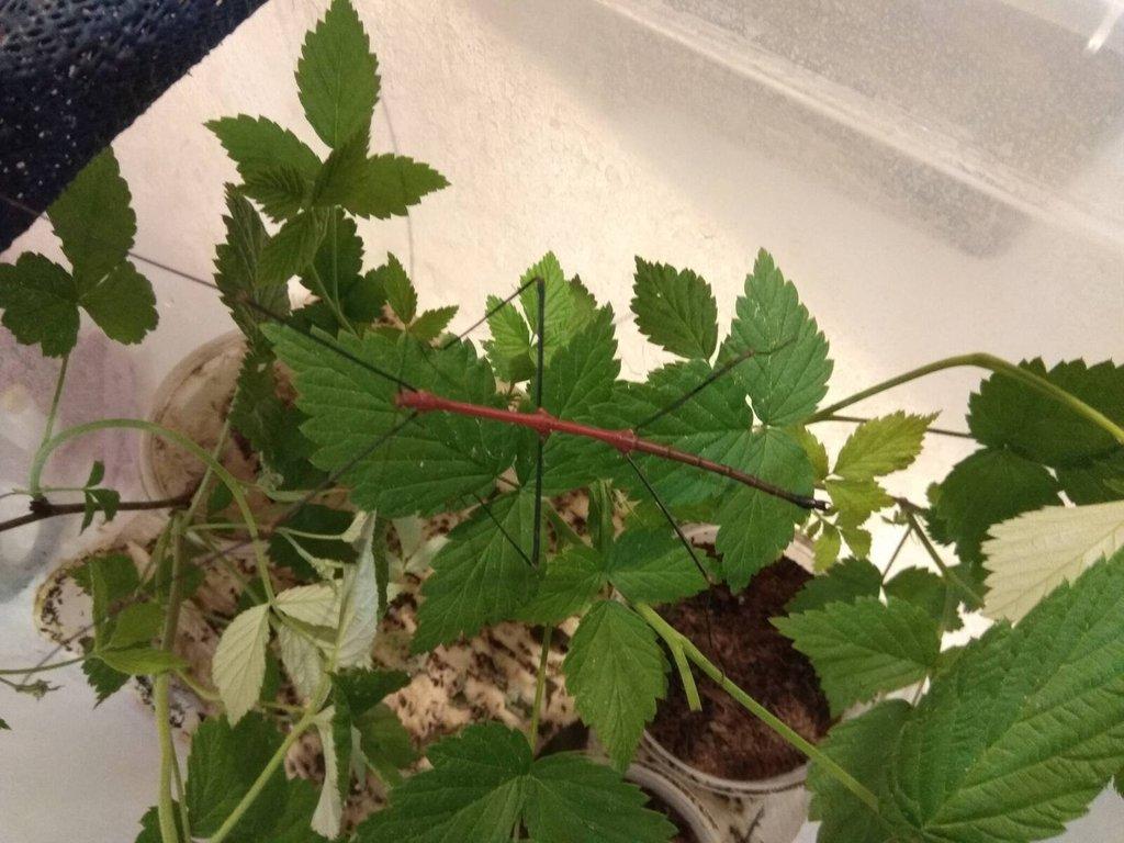 Strašilky, Pakobylky různé