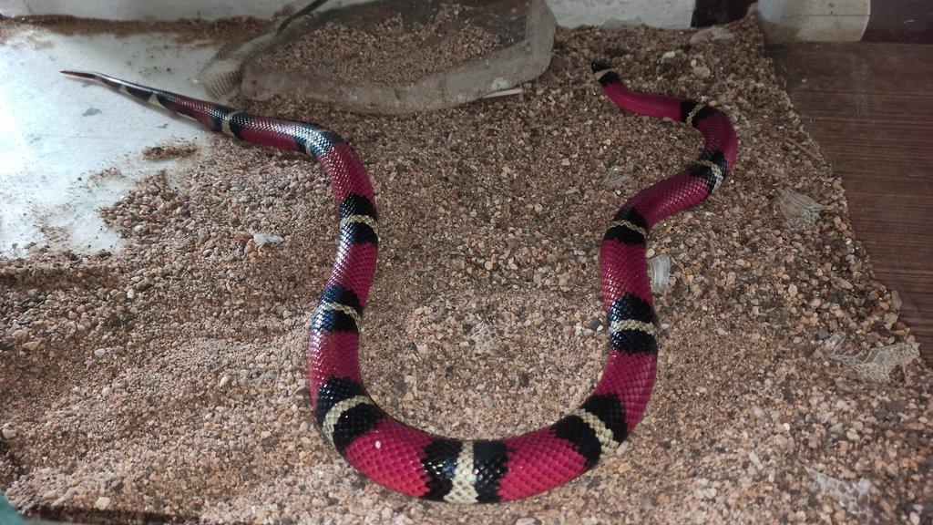 Lampropeltis triangulum sinaloe