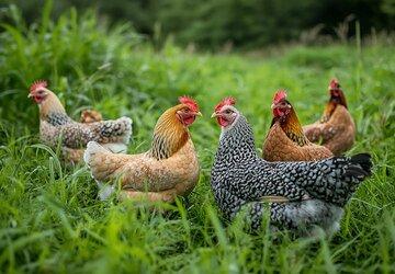 Slepice Kuřice Nosnice Dominanty 18 týdnů staré