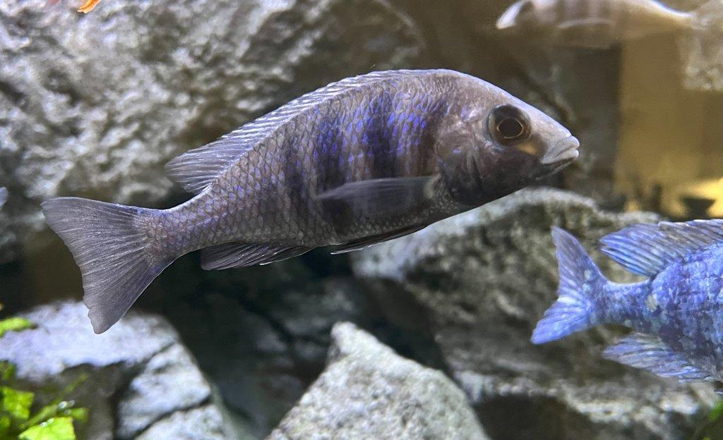 Malawi tlamovci Placidochromis phenochillus Tanzania Lupingu