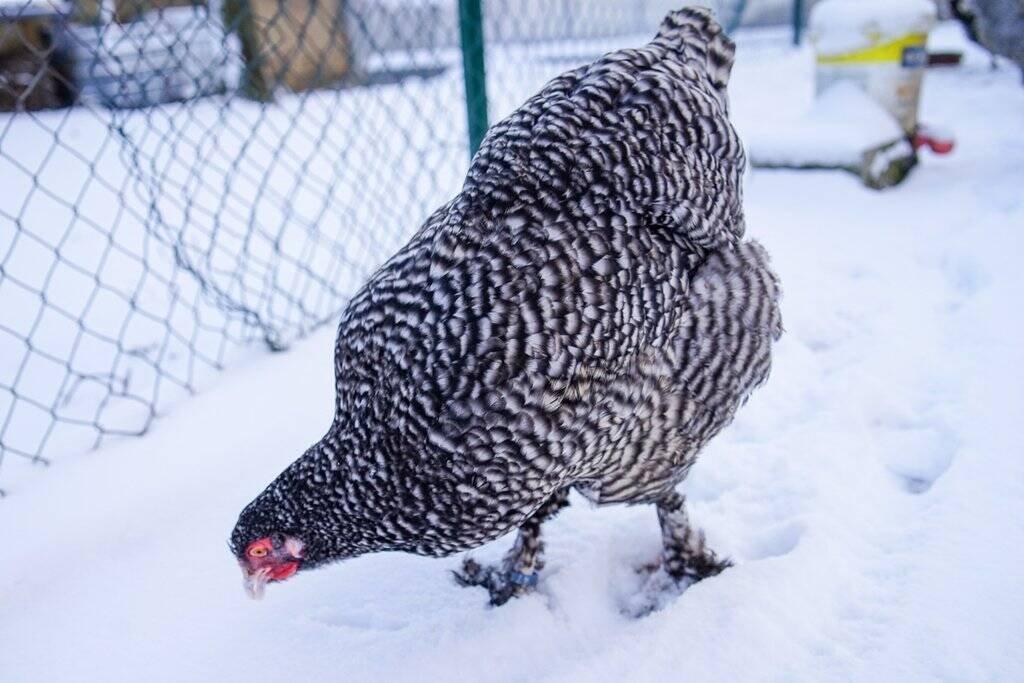 Mechelenka🥚🐣 (násadová vejce i kuřátka)