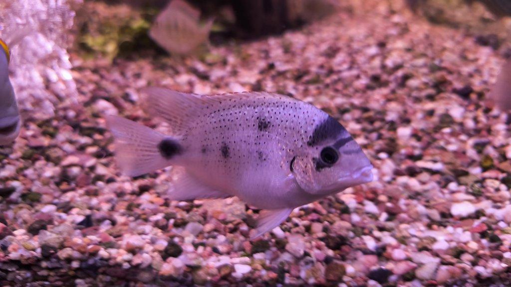 Americké cichlidy