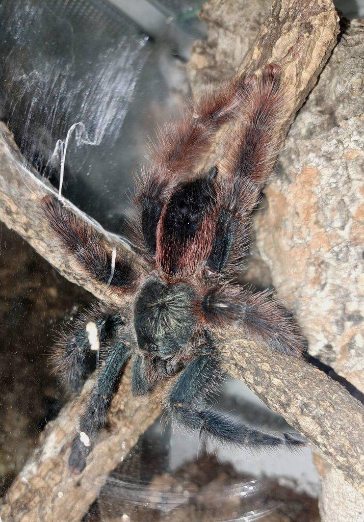 Avicularia aj. Živá exitoka B03