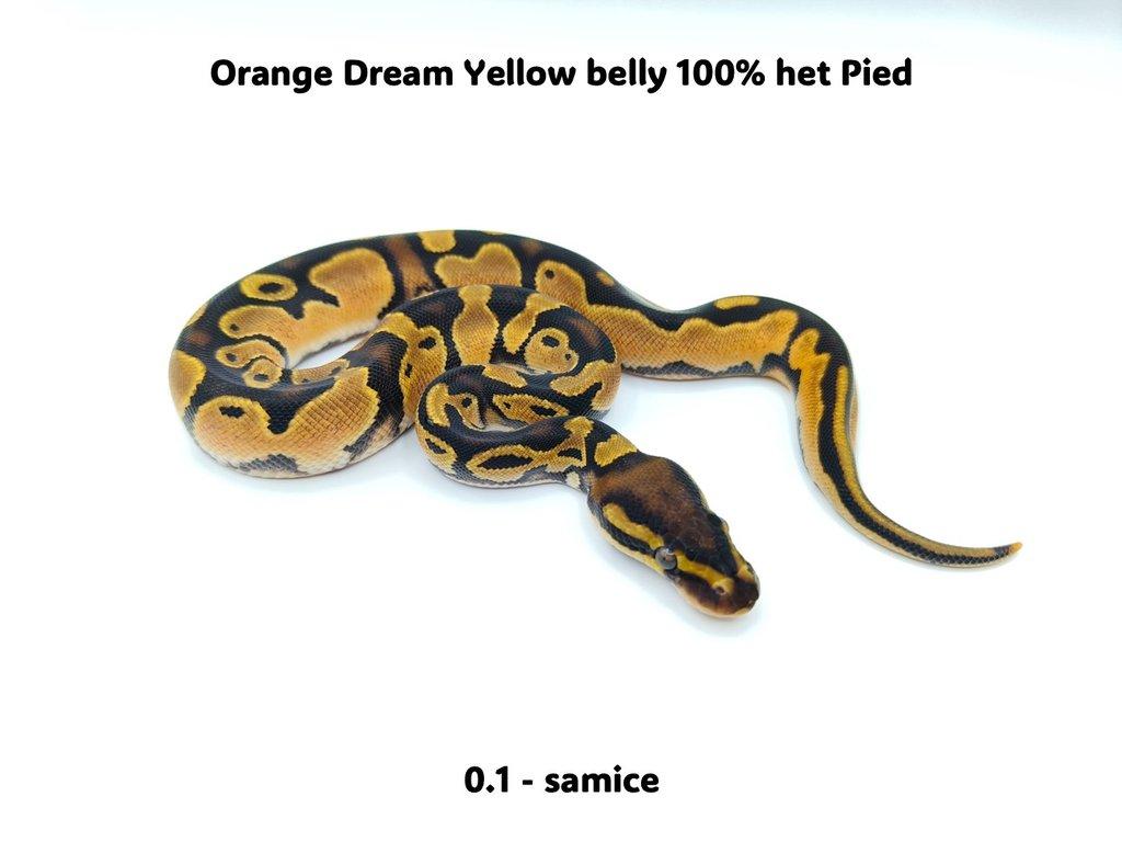 Krajta královská (Python regius) - mláďata