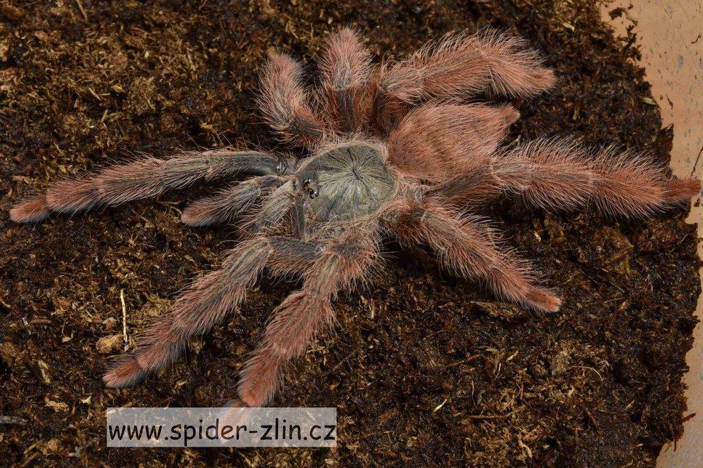 Samice P. victori, D.pentaloris, A. rufus, B. simoroxigorum a mnoho dalších zajimavých sklípkanů
