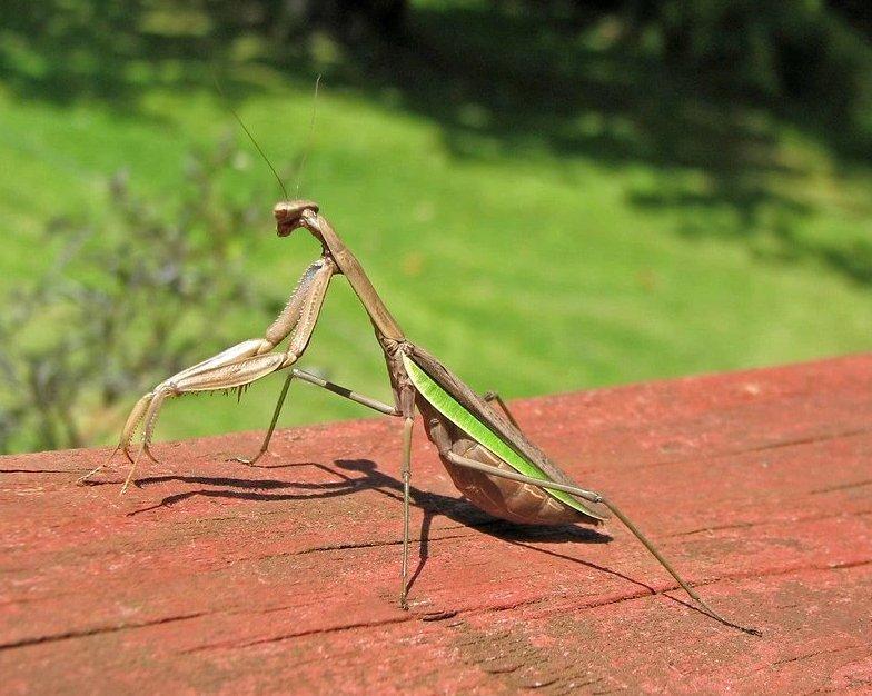 NOVÉ druhy kudlanek!!