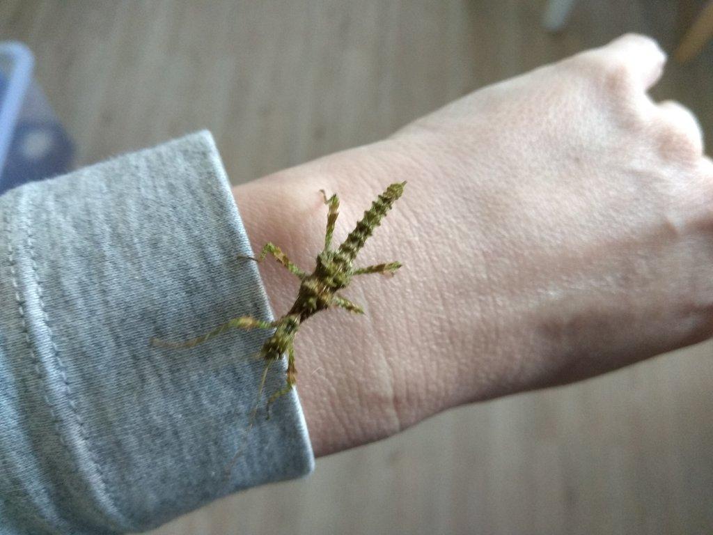 Strašilky, Pakobylky různé