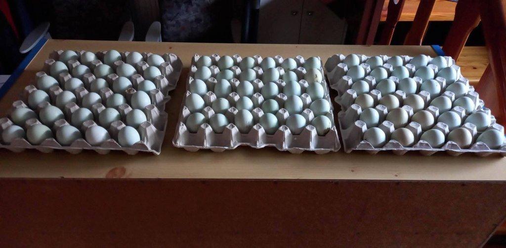 Násadová vejce zdrobnělé Araukany divoce zbarvené a zlatokrké