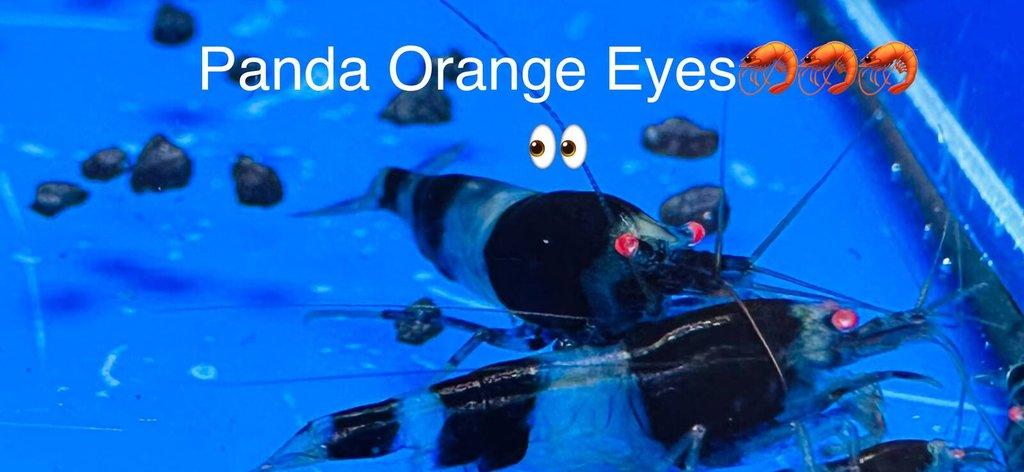 TOP PREMIUM AKVA KREVETKY Caridina a Neocaridina - Odchovy
