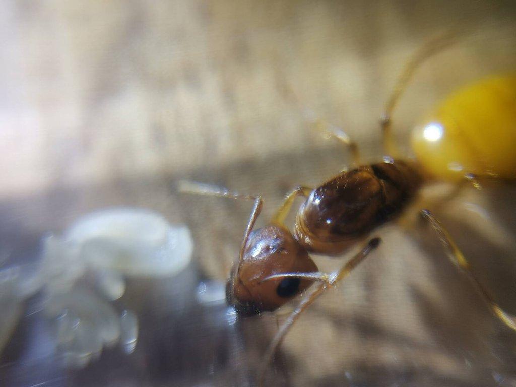 Asijské mravenčí královny a kolonie, mladé královny Camponotus nicobarensis