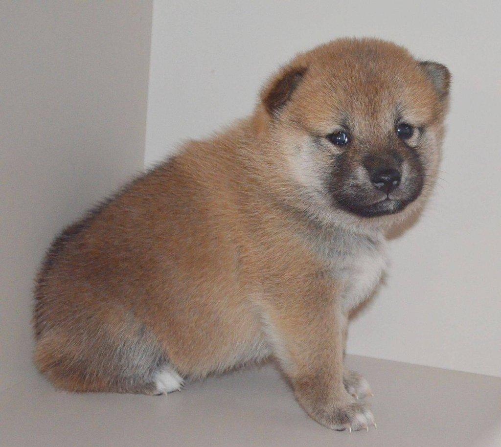 Shiba Inu Štěňata