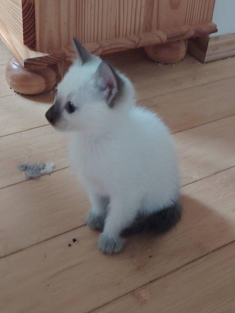 Thajská kočka - kočička k odběru
