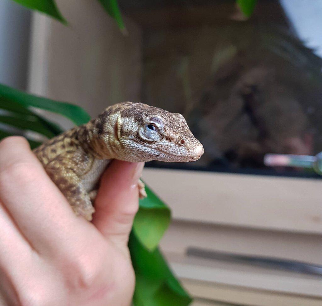 Chovný pár Varan ostnoocasý - Varanus acanthurus