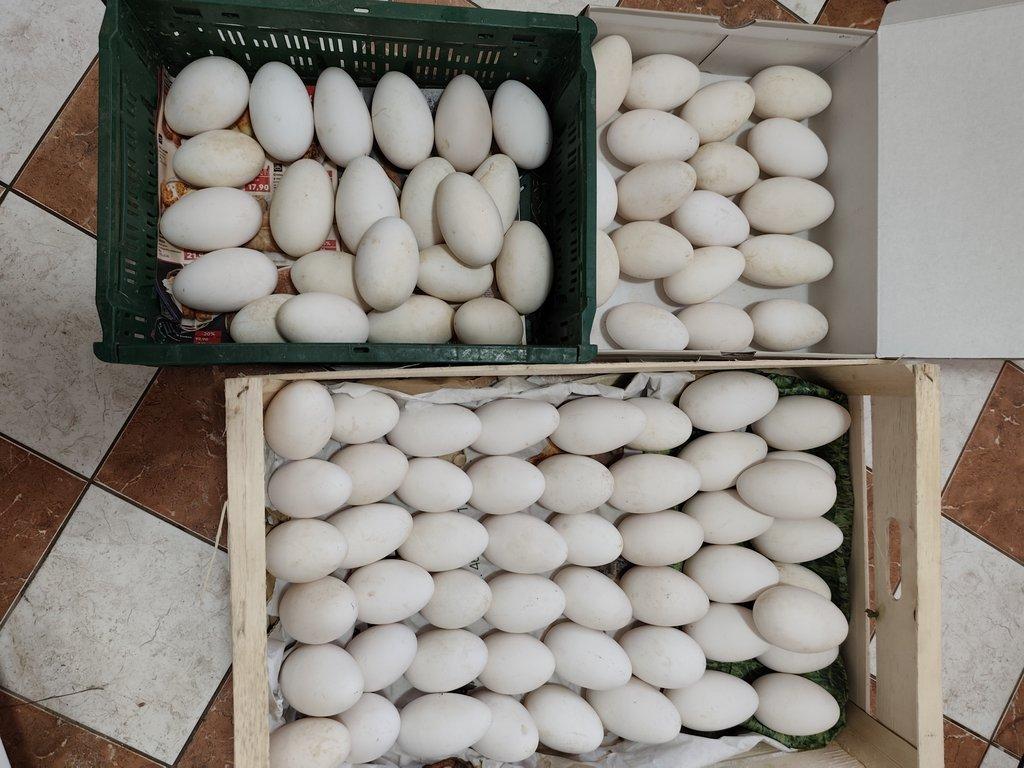 Prodám násadová husí vajíčka.