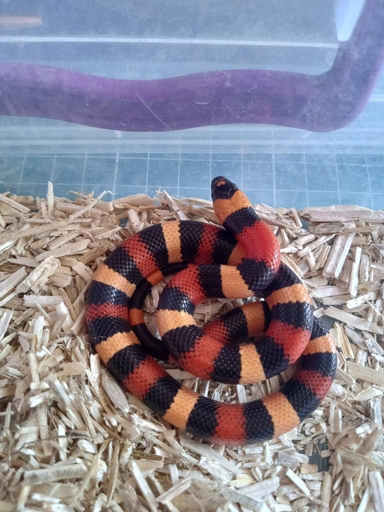 L.t.campbelli a L.m.mexicana