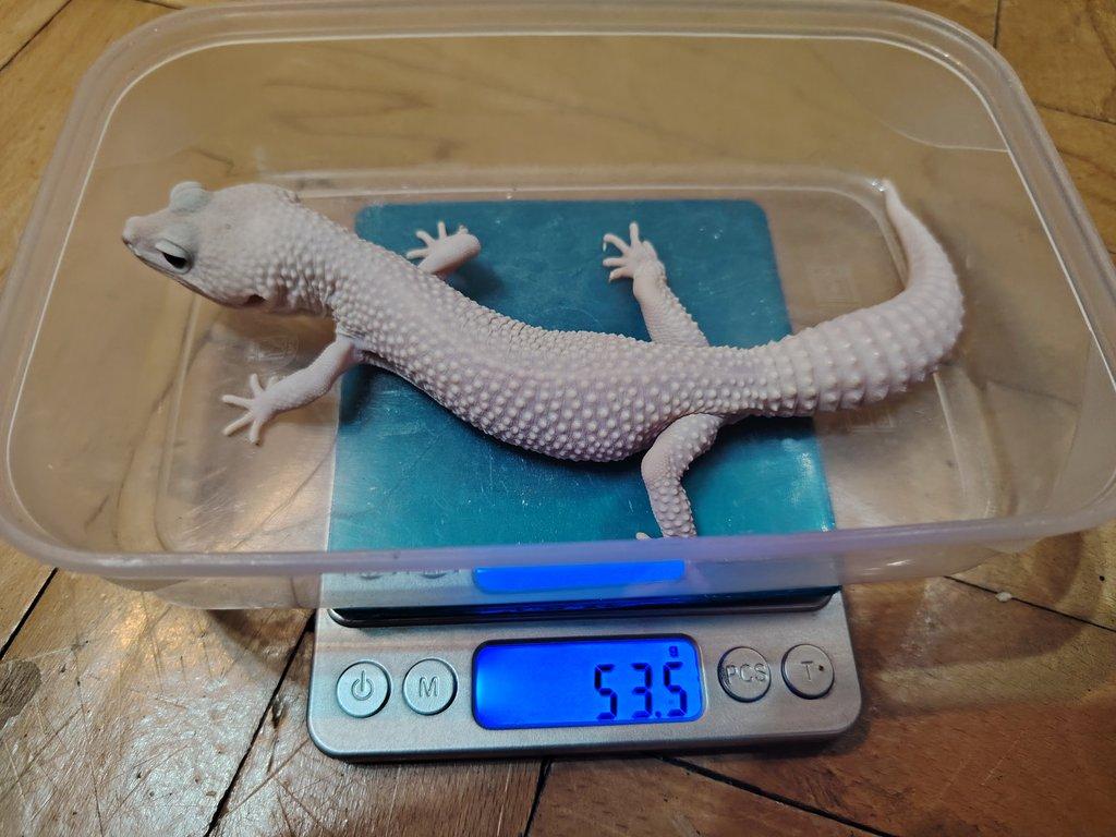 Gekončík noční - SAMEC