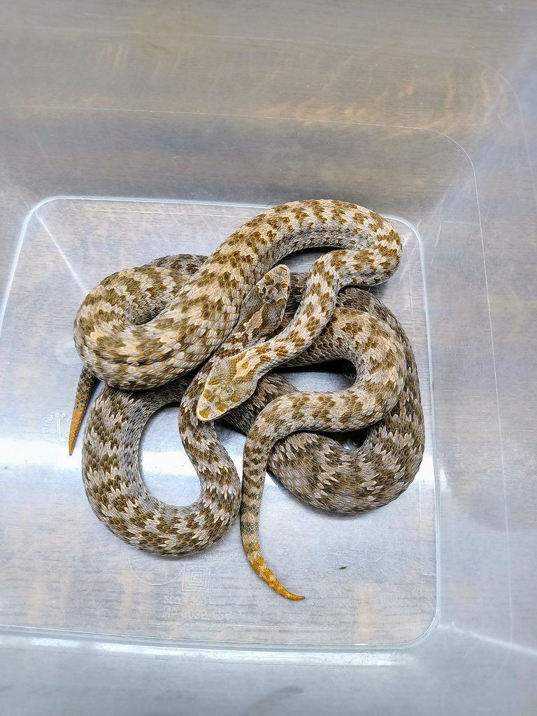 Gloydius halys caraganus