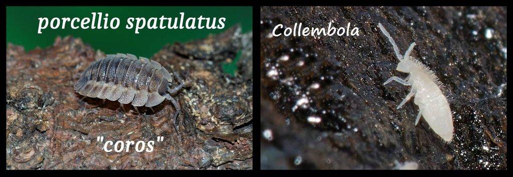 Isopody a chvostoskoci - velké balení/sleva - posílám