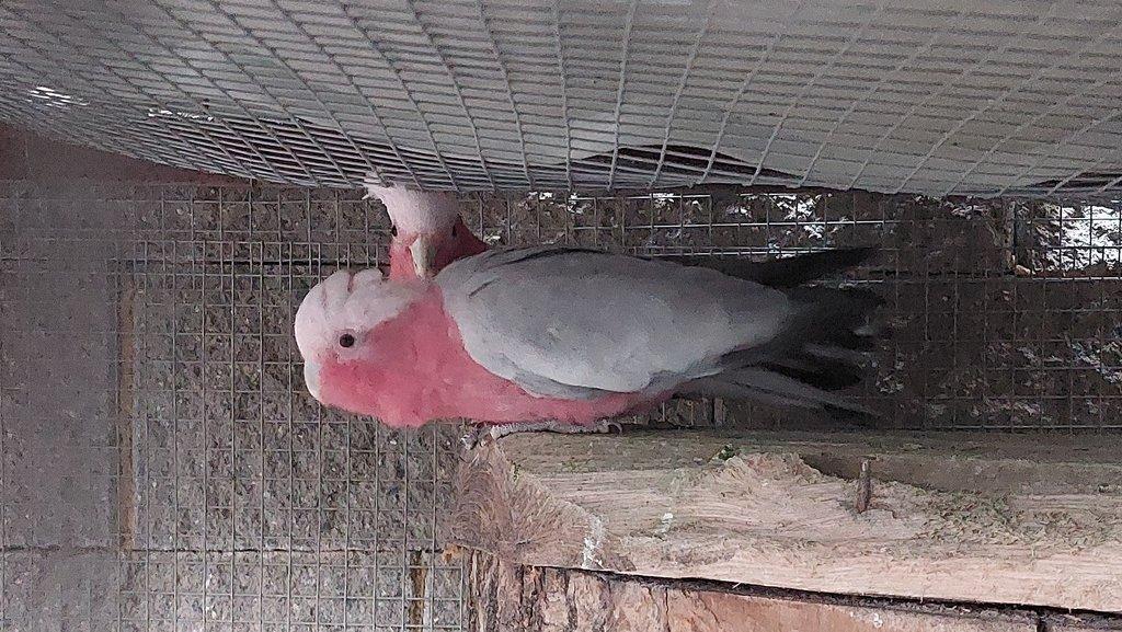 prodám pár kakadu růžový