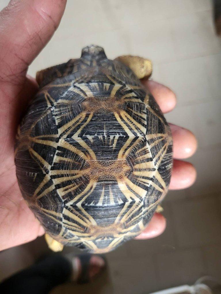 Astrochelys radiata, Geochelone elegans
